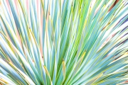 Pastel  Agave